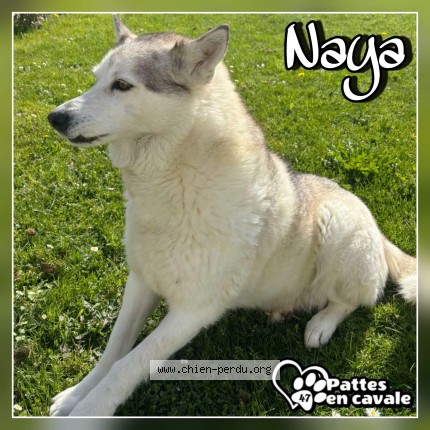 Photo 1/1 Naya Dog lost in Saint Eutrope De Born