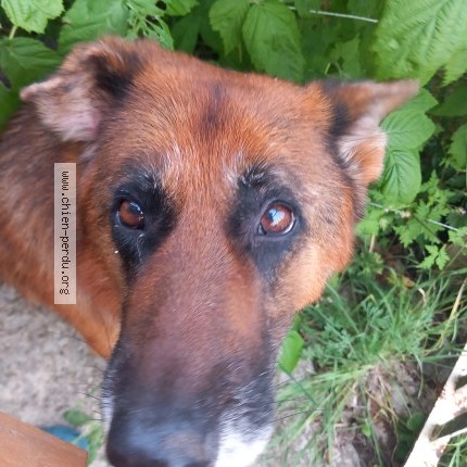 Photo 1/1 Found dog Found in Saint Barthelemy De Bellegarde