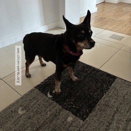 Photo 1/1 kim Dog lost in Morsbach