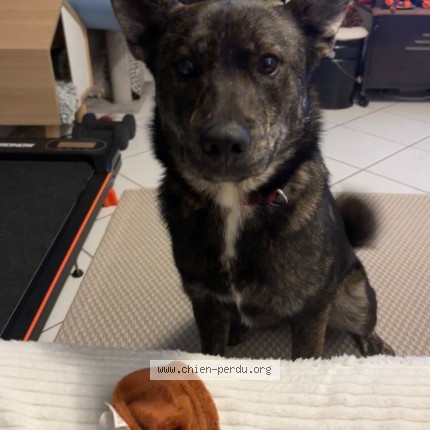 Photo 1/1 Reunited dog Found in Saint Berthevin