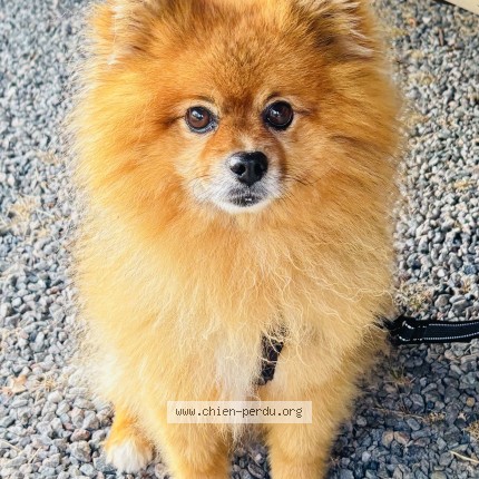 Photo 1/1 Reunited dog Lost in Grossereix