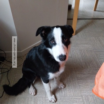 Photo 1/1 Reunited dog Lost in Agassac