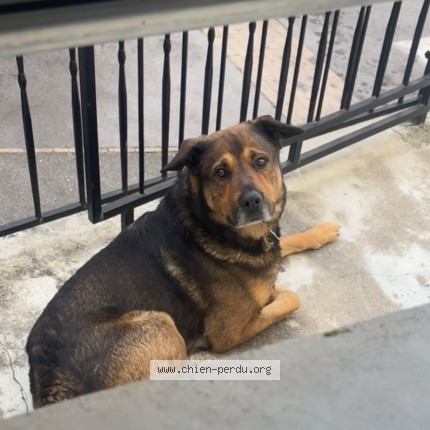Photo 1/1 Found dog Found in Saint Jean Le Centenier