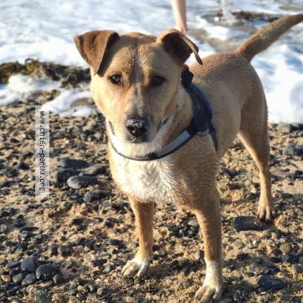 Photo 1/1 nova Dog lost in Saint Brieuc