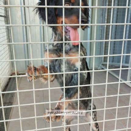 Photo 1/1 Found dog Found in Saint Laurent De La Pree