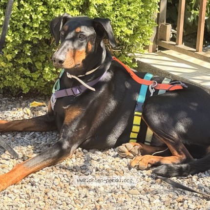 Photo 1/1 Toby Dog lost in Auriol