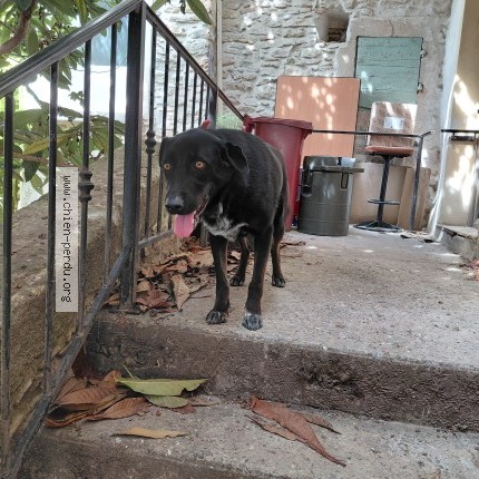 Photo 1/1 Reunited dog Found in Connaux