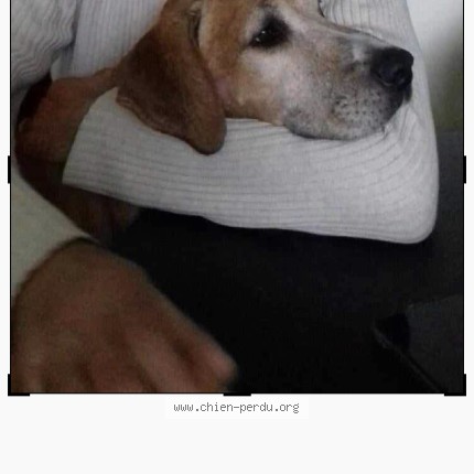 Photo 1/1 tyson Dog lost in Tours