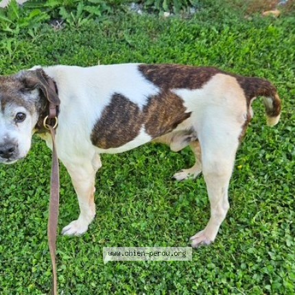 Photo 1/1 Found dog Found in Chef Boutonne