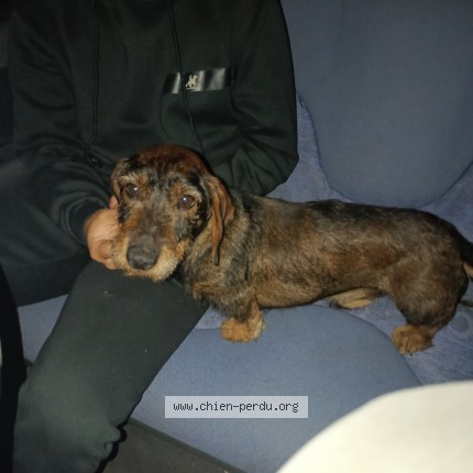 Photo 1/1 tacos Dog lost in St Germain De Longue Chaume