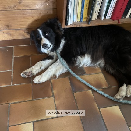 Photo 1/1 Found dog Found in Rosporden