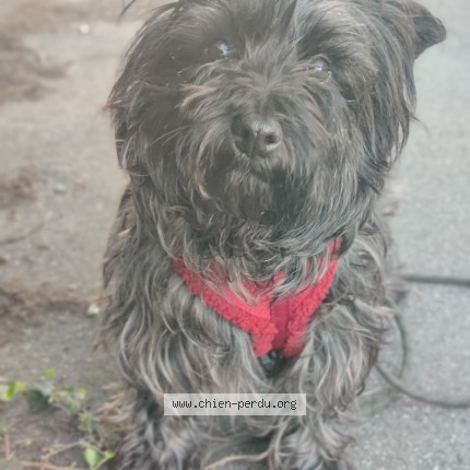 Photo 1/1 Boum Dog lost in Sail Sous Couzan