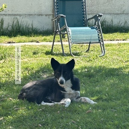Photo 1/1 chipie Dog lost in Laventie