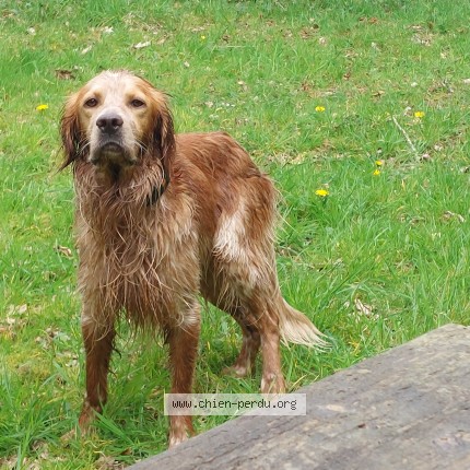 Photo 1/1 Turbo Dog lost in Clohars Carnoet