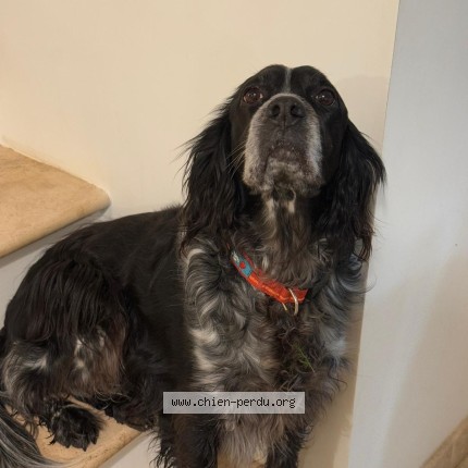 Photo 1/1 Mila Dog lost in Rognes