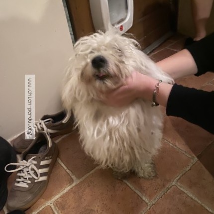 Photo 1/1 Found dog Found in Montreuil L Argille