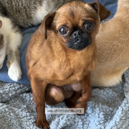 Photo 1/1 pitou Dog lost in Lons Le Saunier