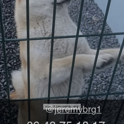 Photo 1/2 stella Dog lost in Goussainville