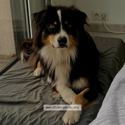 Photo 1/1 Reunited dog Lost in Pont Aven