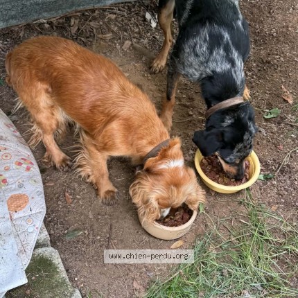 Photo 1/1 Found dog Found in Vernoux En Gatine