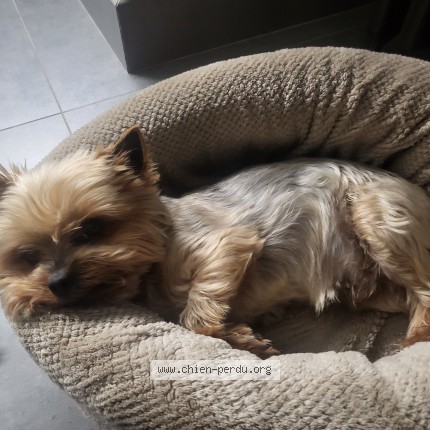 Photo 1/1 Obby Dog lost in Ermont