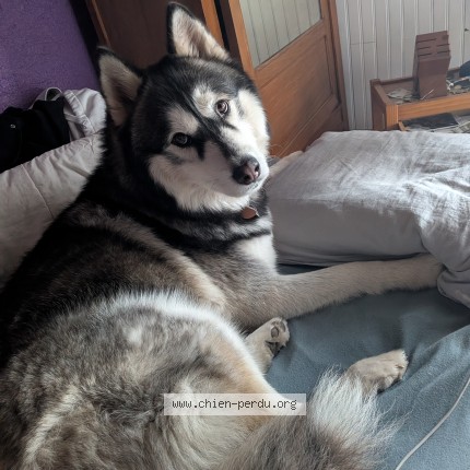 Photo 1/1 loki Dog lost in Batz Sur Mer
