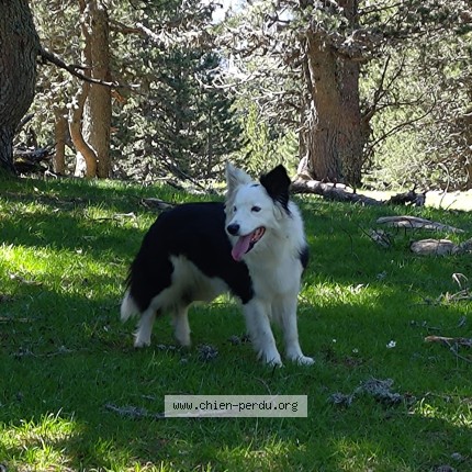 Photo 1/1 Pepsie Dog lost in Le Fauga