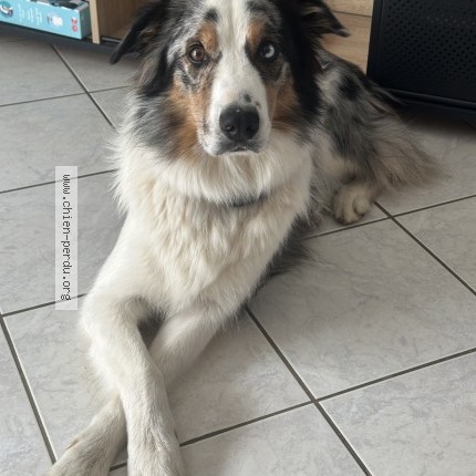 Photo 1/1 aïko Dog lost in Os Marsillon