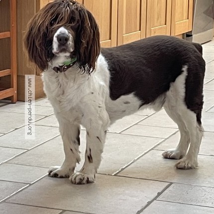 Photo 1/1 Rusty Dog lost in St Hilaire Des Loges