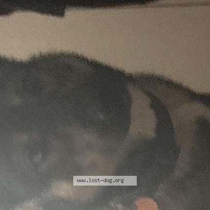 Photo 1/1 Found dog Found in New York
