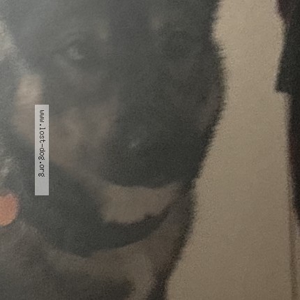 Photo 1/1 Found dog Found in New York