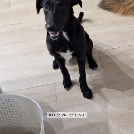 Photo 1/2 Arya Dog lost in Draveil