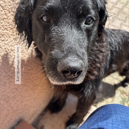 Picture of dog found at St Just Et Vacquieres