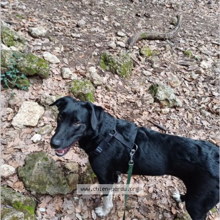 Picture of dog lost at Sollies Toucas