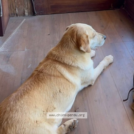 Picture of dog lost at Pierrefeu Du Var