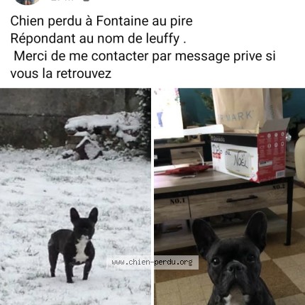 Picture of dog lost at Fontaine Au Pire