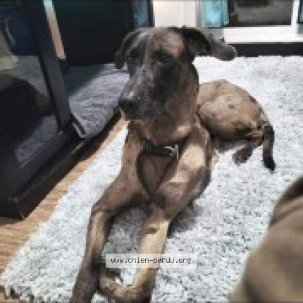 Photo 1/1 zoé Dog lost in Saint Lambert