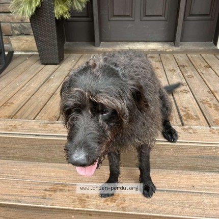 Picture of dog found at Mont Tremblant