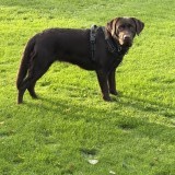 Molly