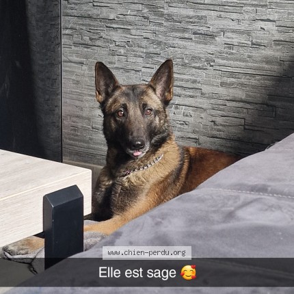 Foto van vermiste hond in Ellignies Sainte Anne