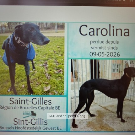 Foto 1/1 Carolina Hond vermist in Saint Gilles