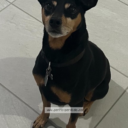 Photo 1/1 Found dog Found in Cayey