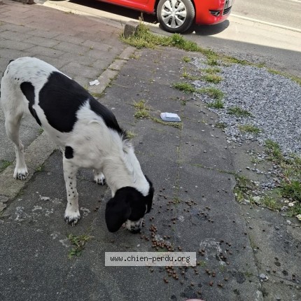 Foto van gevonden hond in Wanfercee Baulet