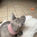 bella