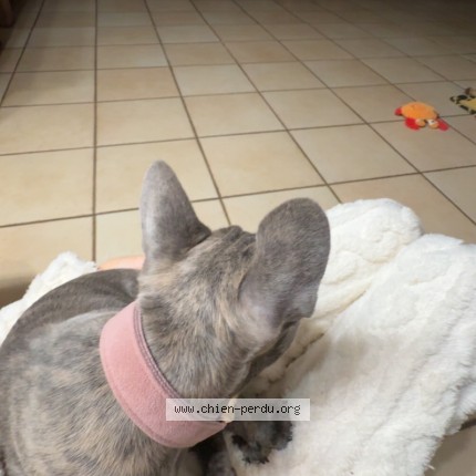 Foto van vermiste hond in Meix Le Tuge