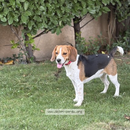 Photo of a dog found in Sainte Jalle