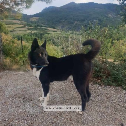 Photo of a dog found in Sainte Jalle