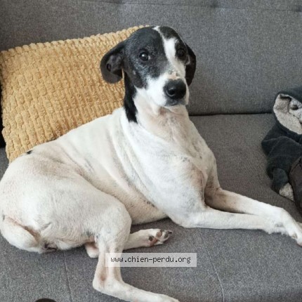 Photo of a dog found in Saint Mammes