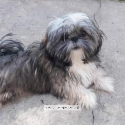 Photo of a dog found in Contres