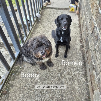 Photo of a dog found in Le Tourneur